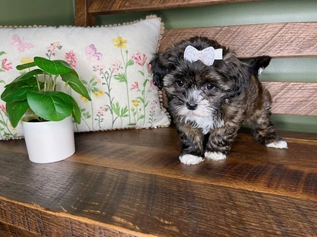 Reserved for Mielkey Family