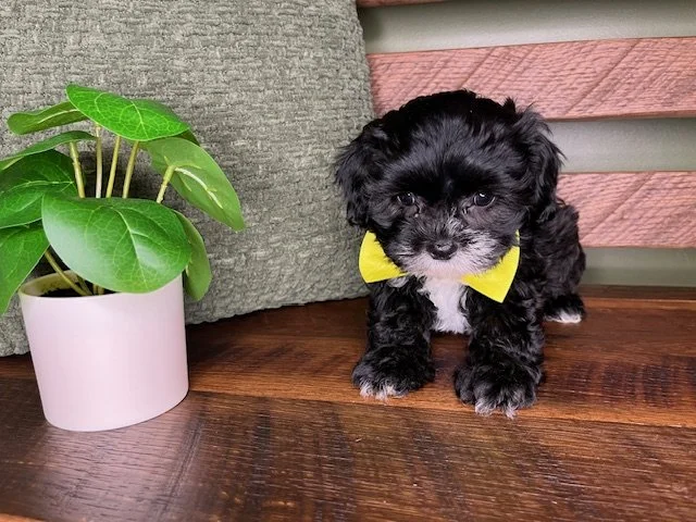 Reserved Foltz Family