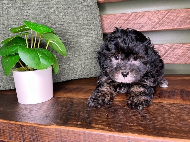 Reserved for Sliger Family