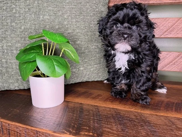 Reserved for Shumaker family