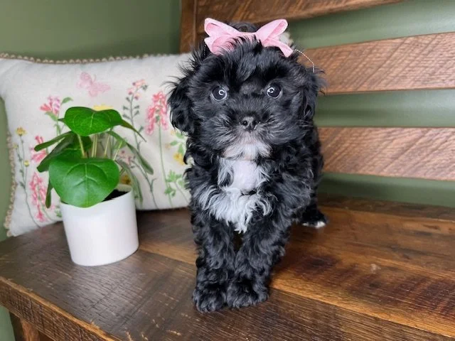 Female - Pink Collar