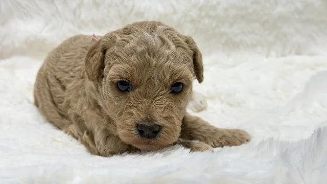 Female - Pink Collar