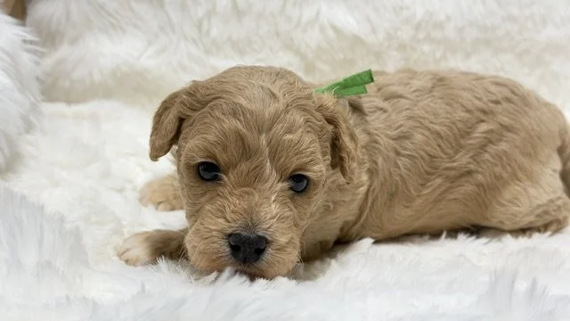 Female - Green Collar