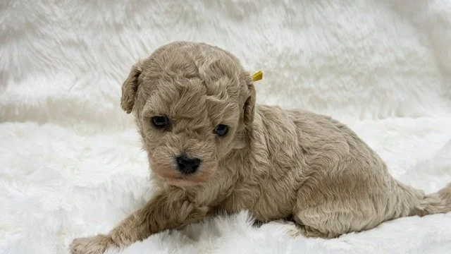 Female - Yellow Collar