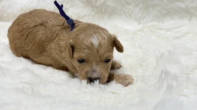 Female - Purple Collar