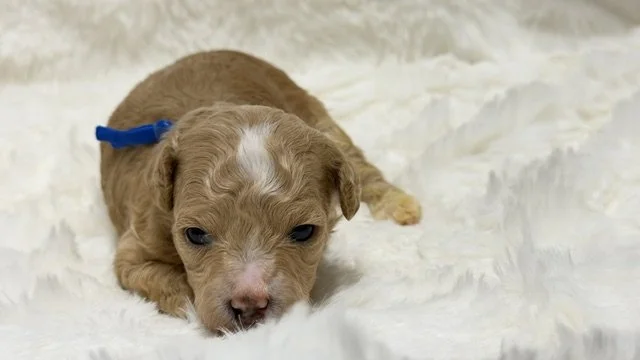 Male - Blue Collar