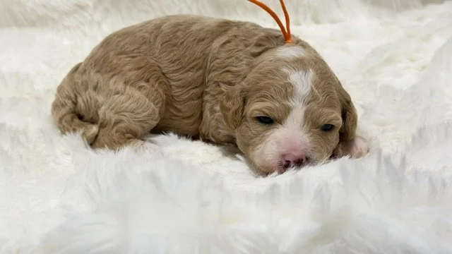 Female - Orange Collar
