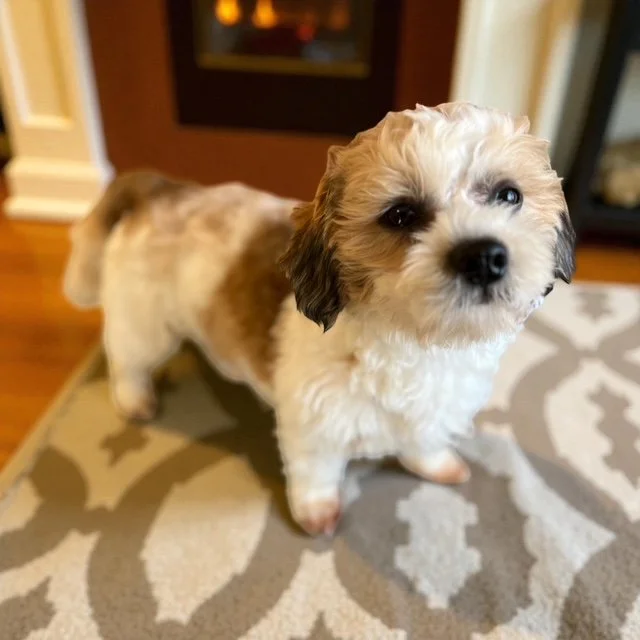 Cookie