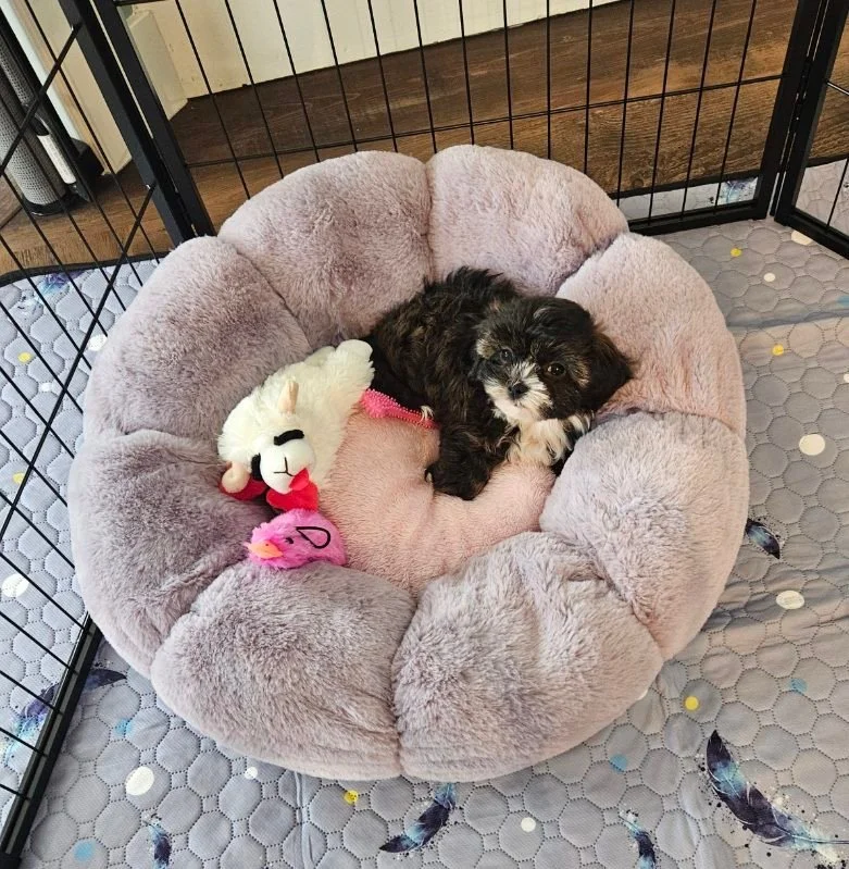“We knew Gloria and Smoochie Poochie Pups were the right choice for us”