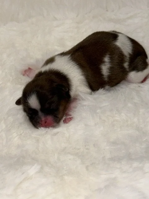 Boy