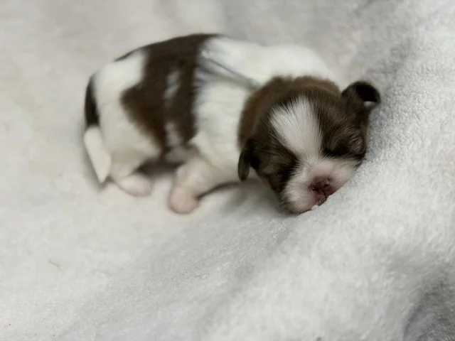 Shih Tzu Puppies: Everything You Need to Know About This Loving Companion Breed