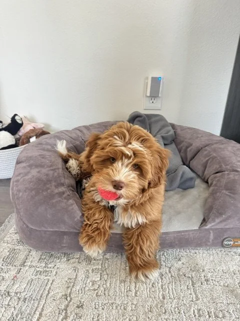 Teddy-Poo (Daisy Dog) Puppies: The Perfect Family Companion