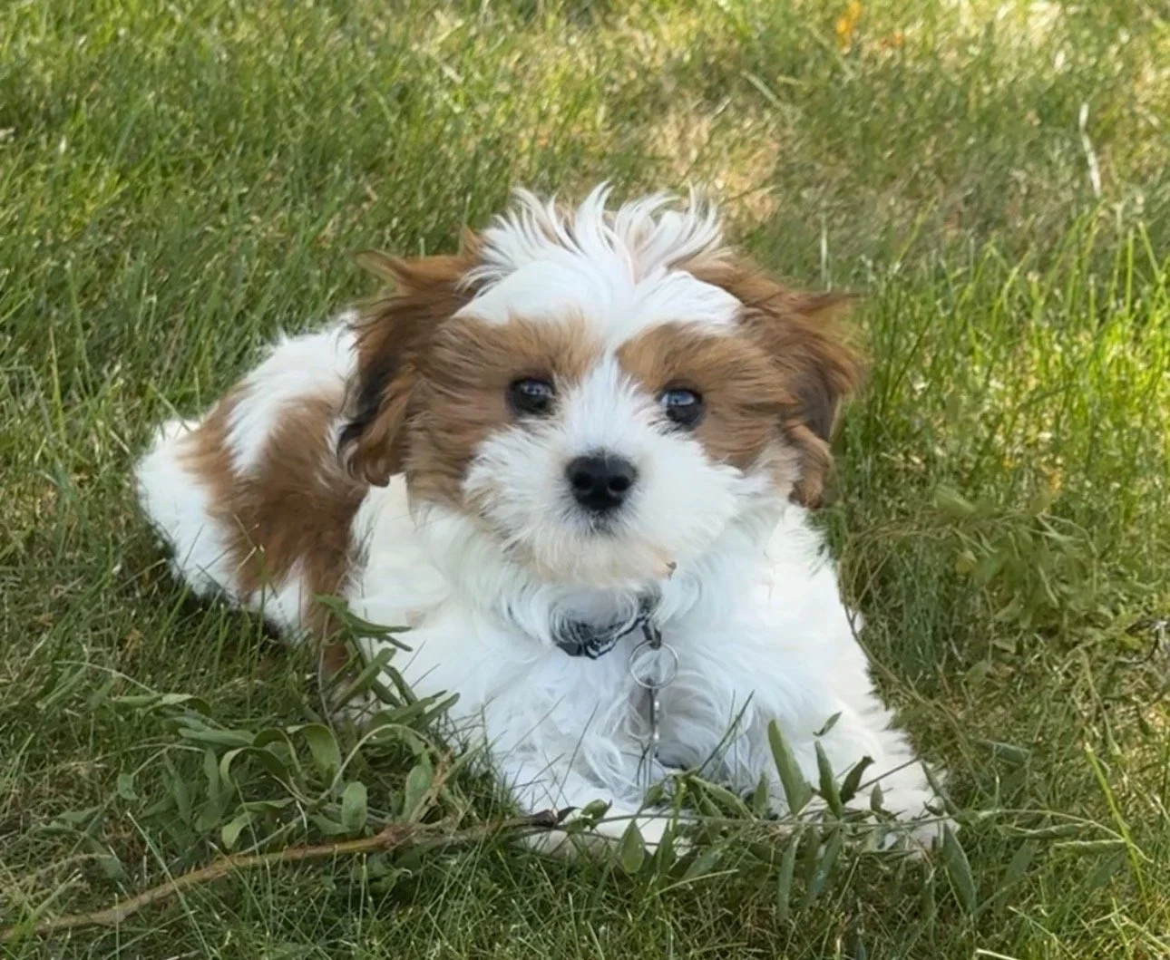 Shichon Puppies: The Adorable Teddy Bear Dog Families Love