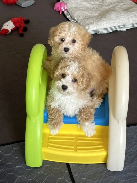 Poochon Puppies: An Intelligent, Loving, and Playful Family Dog