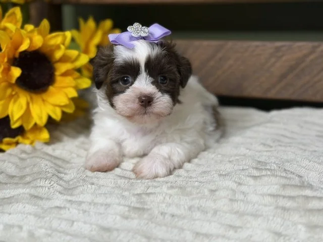 Female - Lavender Collar