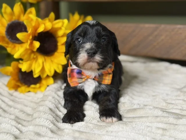 Male - Blue Collar