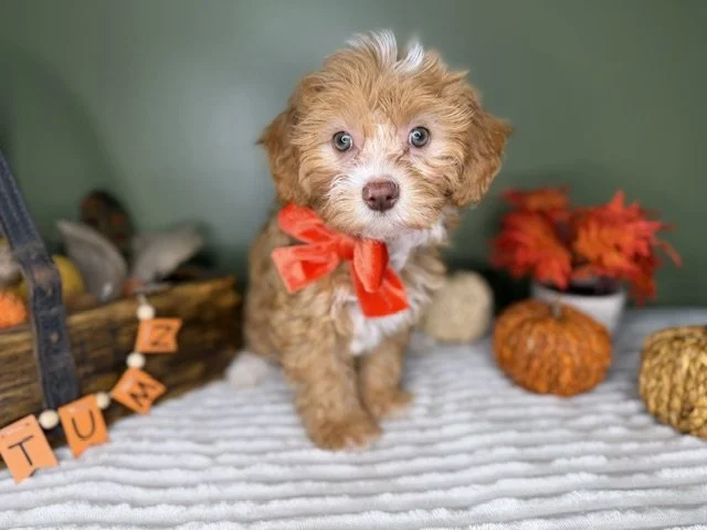 Female Orange Bow