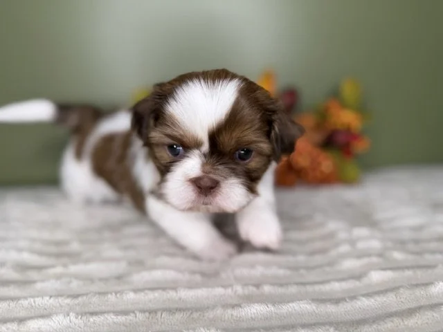 Male Shihtzu Green Collar