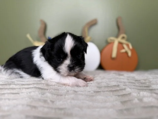 Male Shihtzu Blue Collar