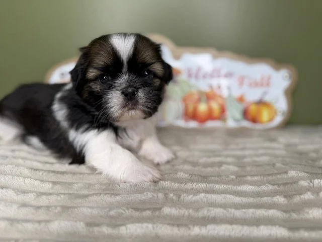 Female Shihtzu Reserved