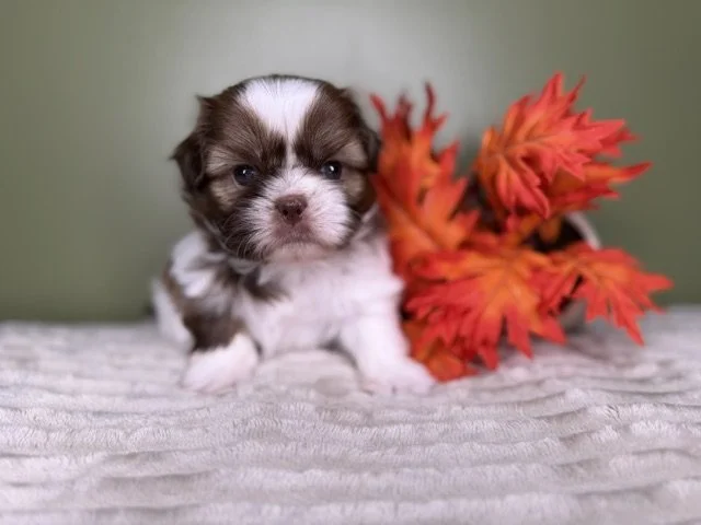 Female Shihtzu Orange Collar
