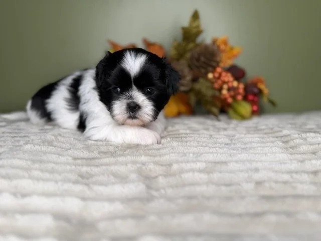 Female Shihtzu Yellow Collar