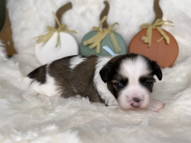 Male Light Blue Collar
