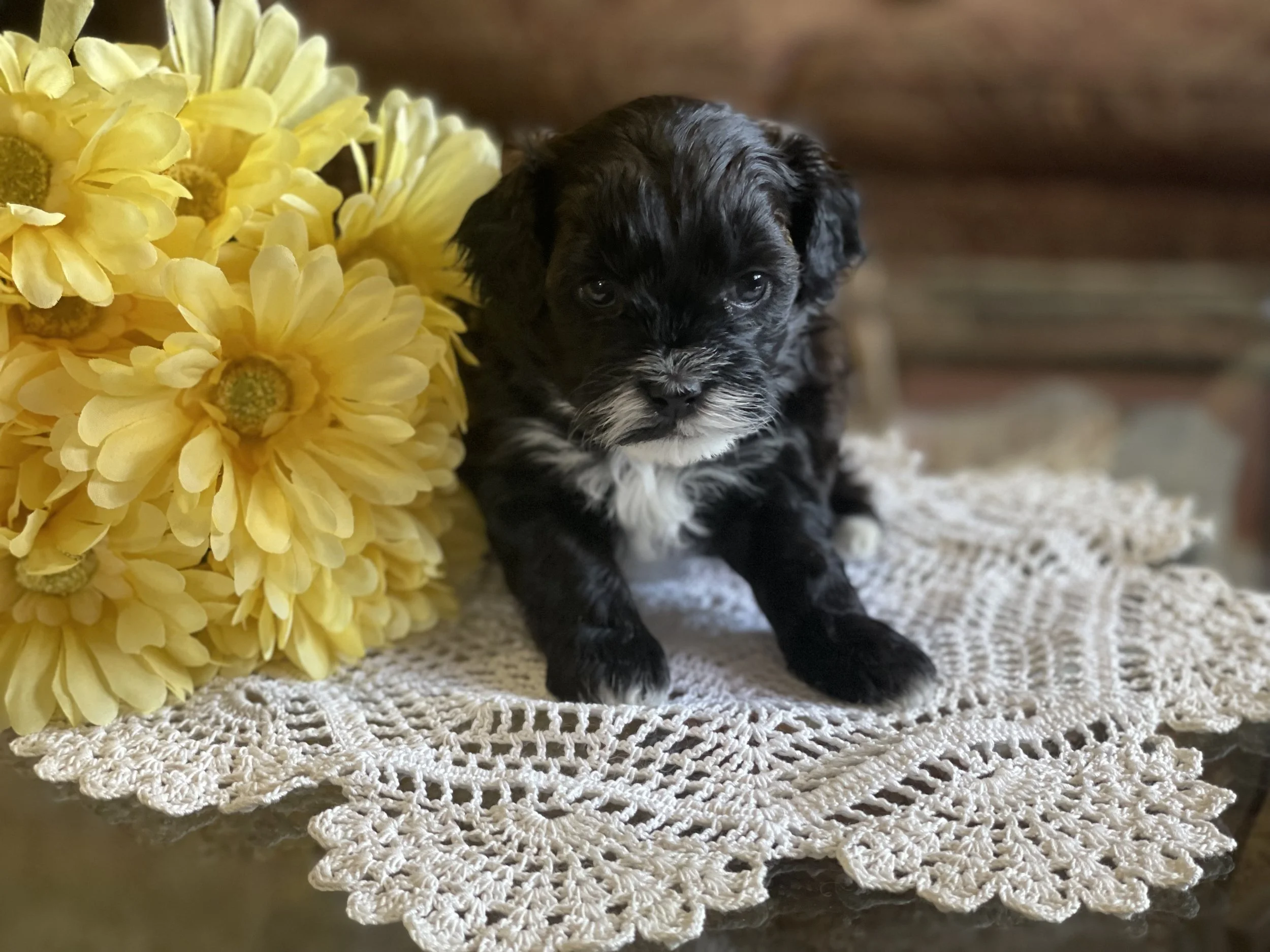 How to Prepare for Bringing Home a New Puppy