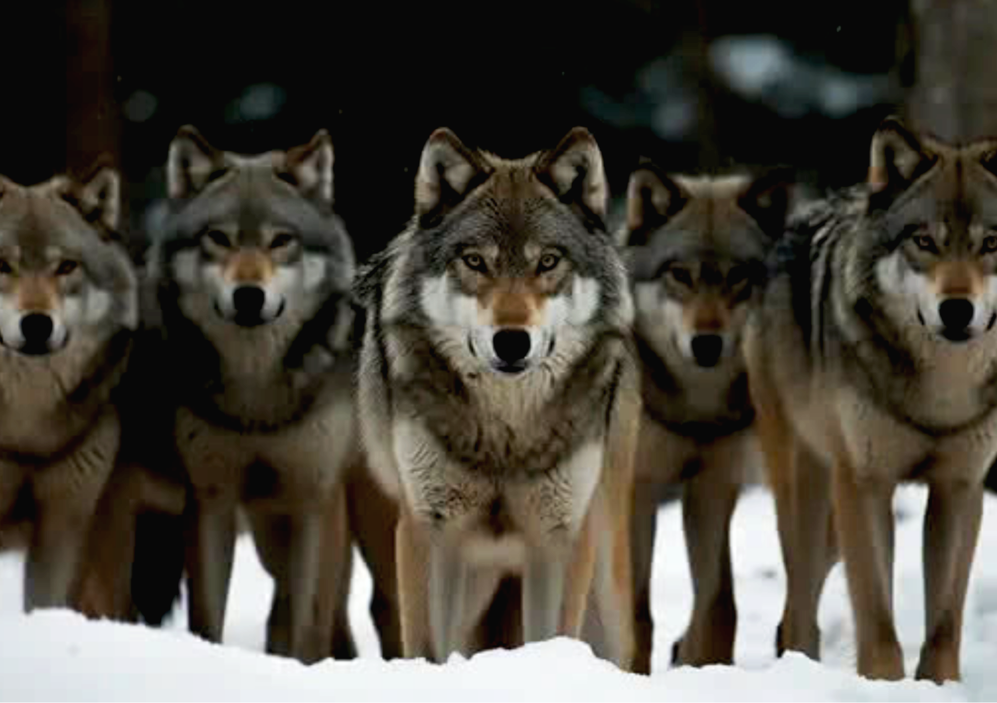 The Heart of Brotherhood 2026