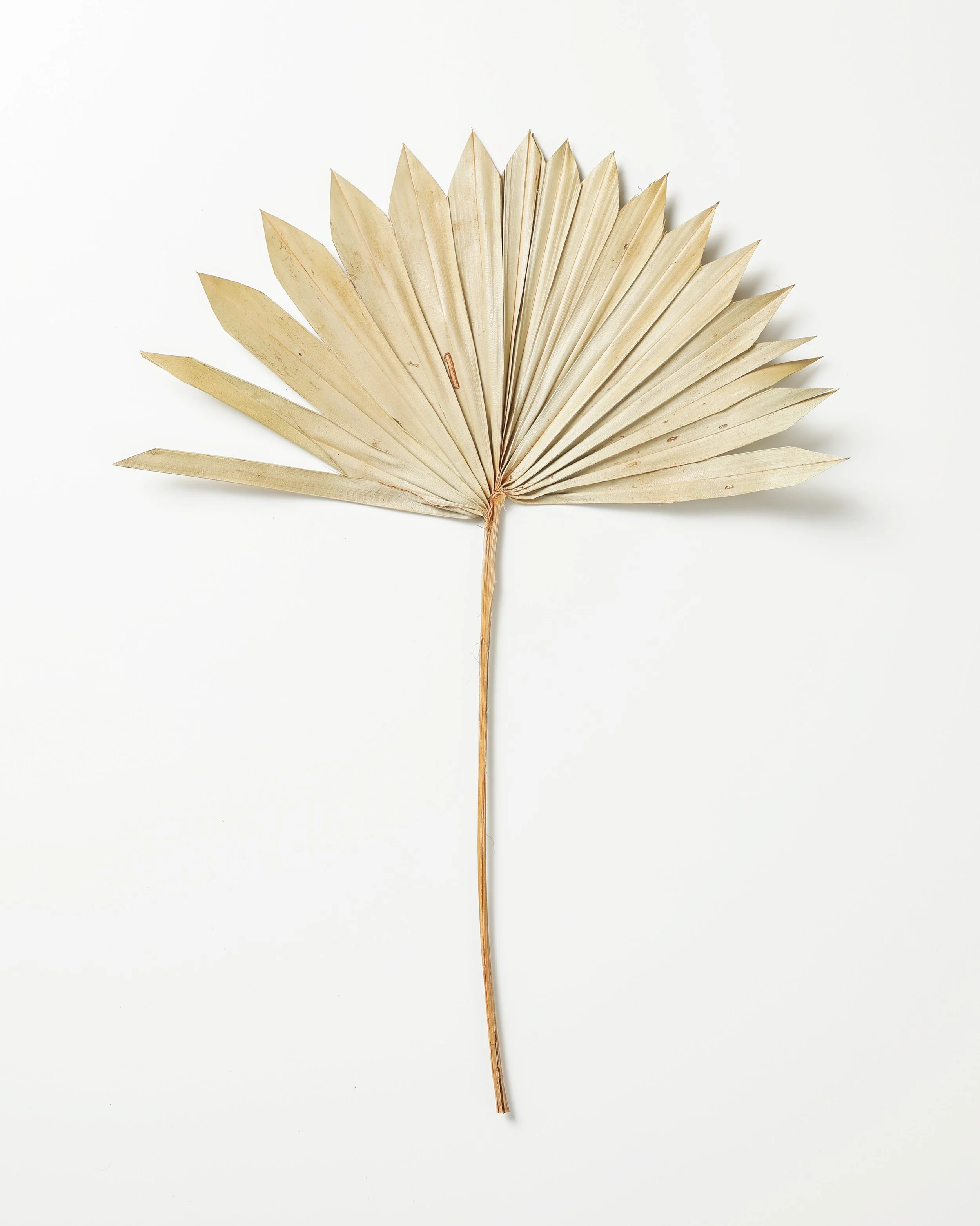 Dried beige palm leaf with fan-shaped fronds on a white background.