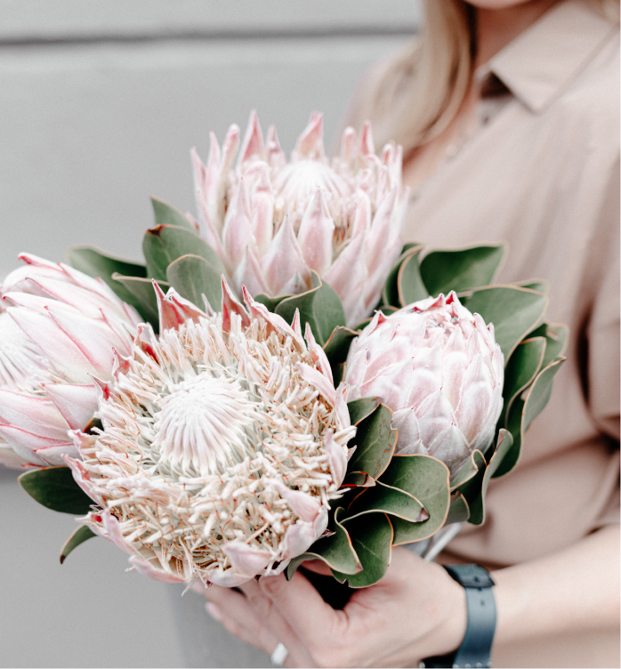 Person holding a bouquet of large pink protea flowers with green leaves.