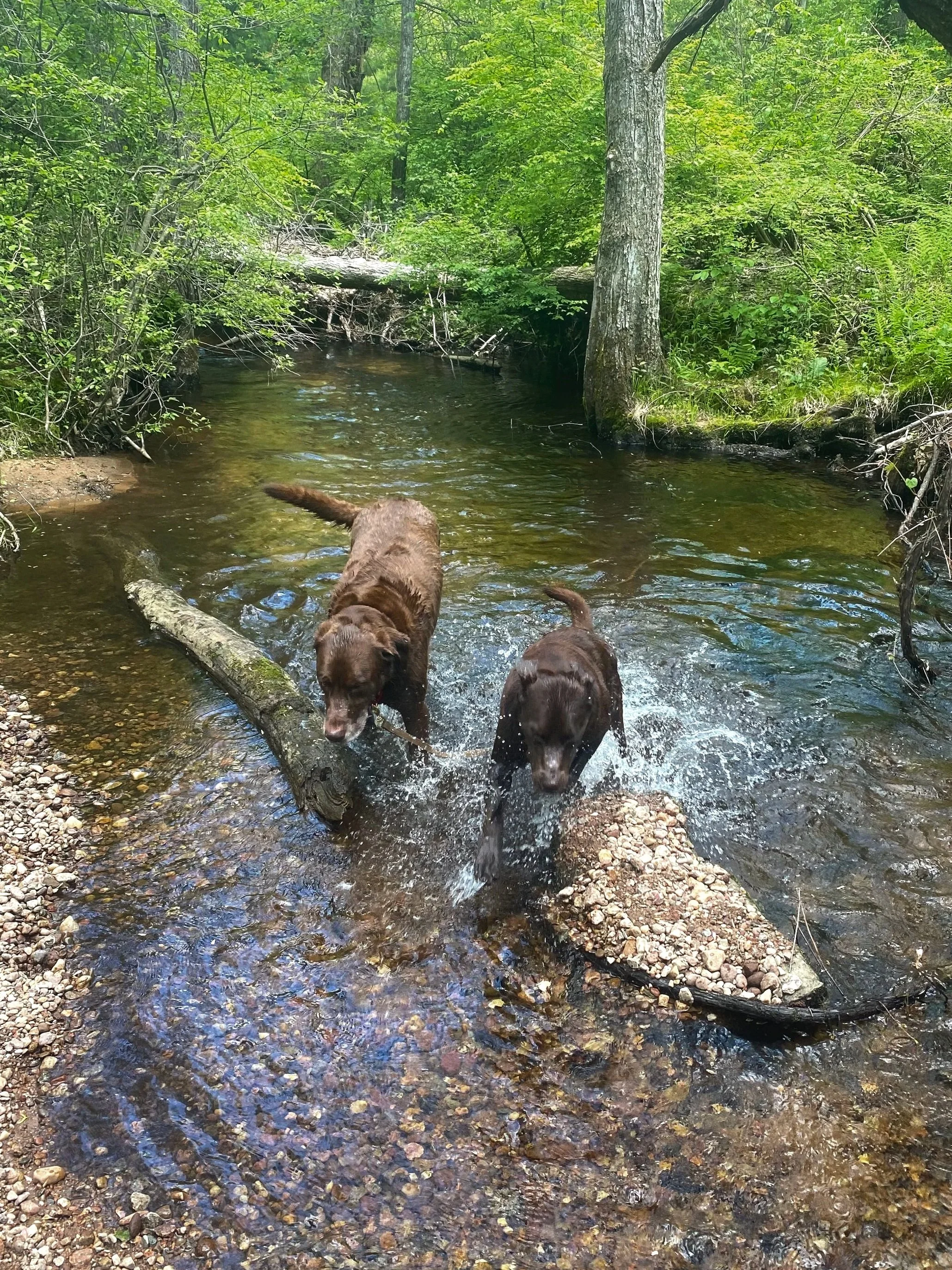 Connecticut Wild Trout & Small Streams