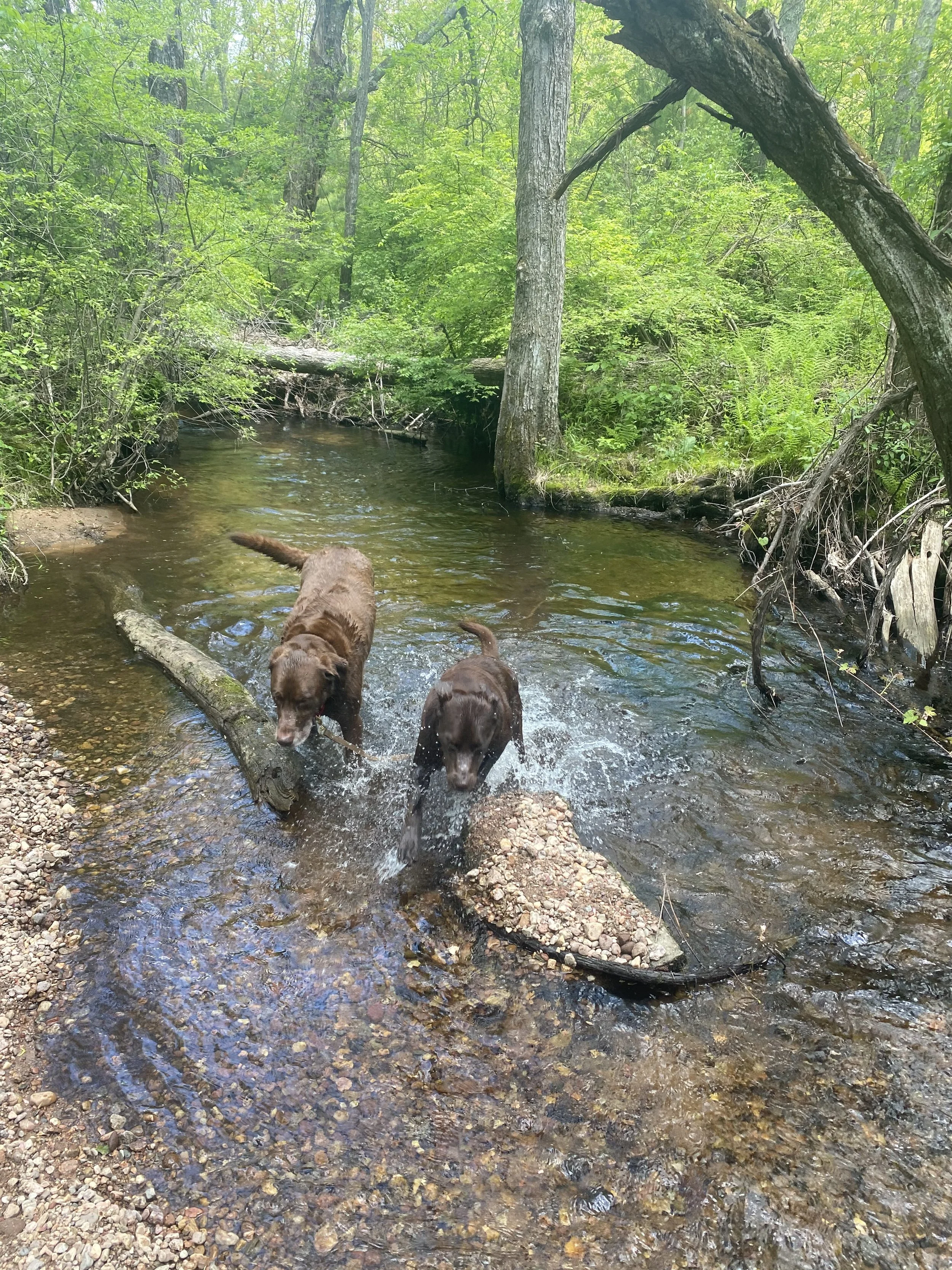 Two brown dogs playing in a shallow creek surrounded by green trees and lush foliage.