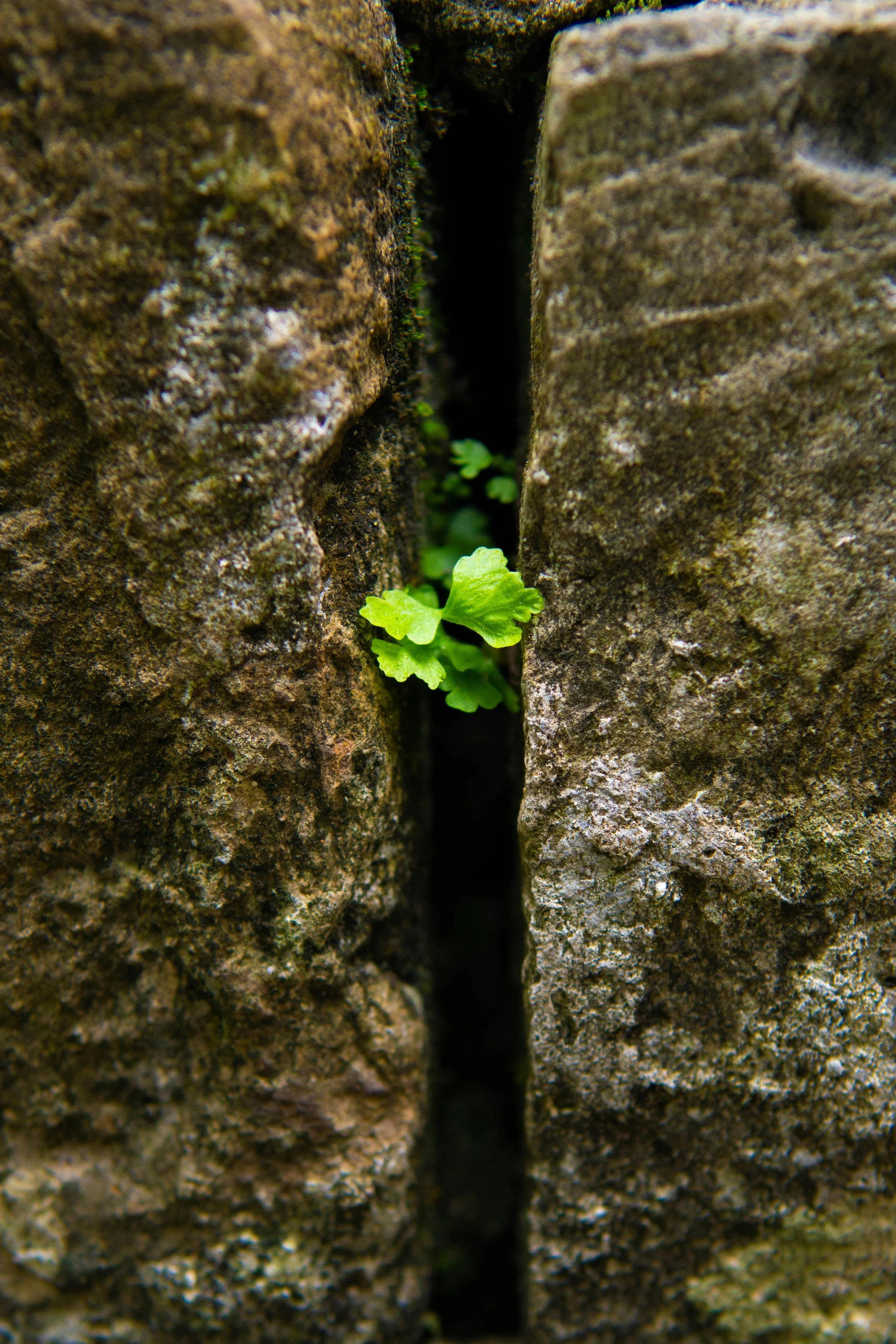 From Surviving to Thriving: The Compassionate Path to Professional Fulfillment (Keynote Address)
