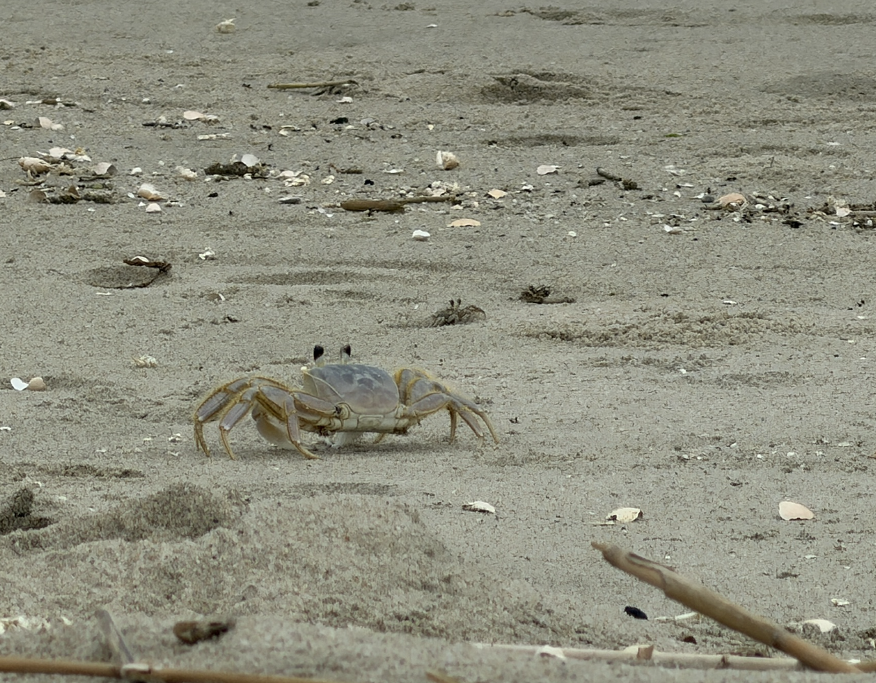 crab.png