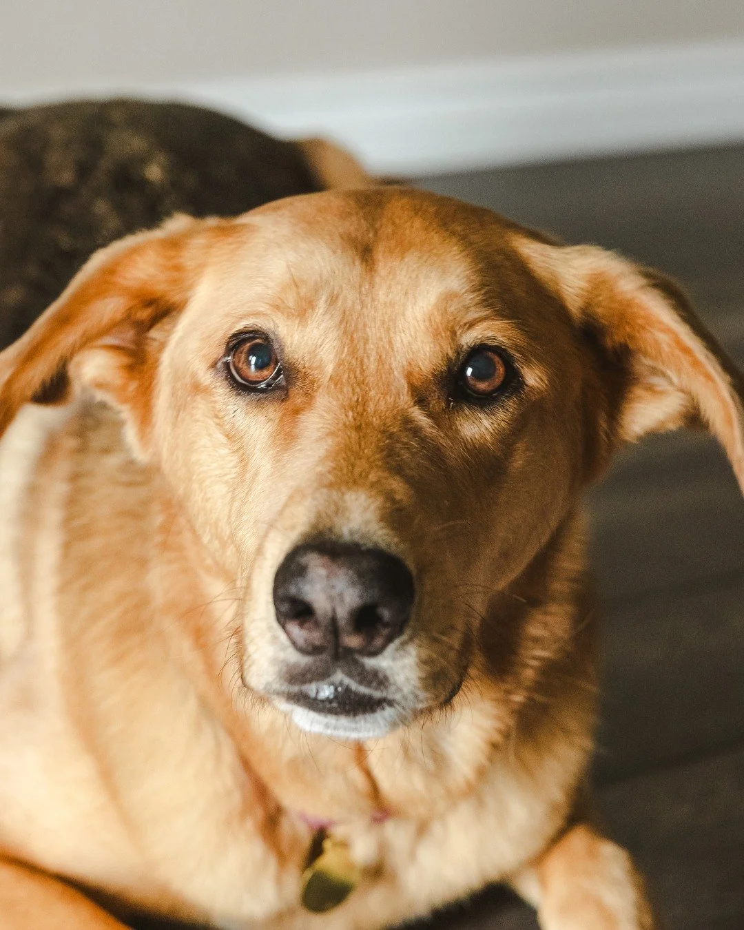 Let&rsquo;s face it, our K9 subjects are usually the most well-behaved ones at the shoot.

Of course&hellip; that might have something to do with the treats we keep on hand. Either way, we&rsquo;re always happy to work with models who show up with wa