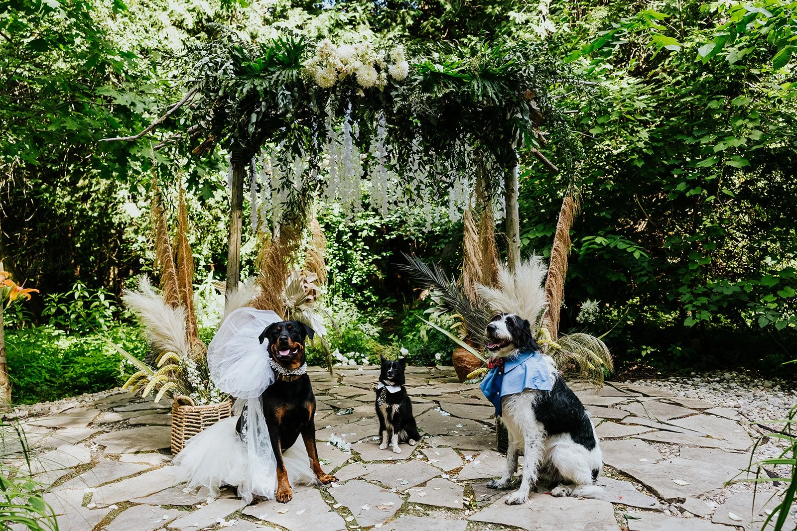 The Knot Online - Introducing Dog Weddings at The Knot