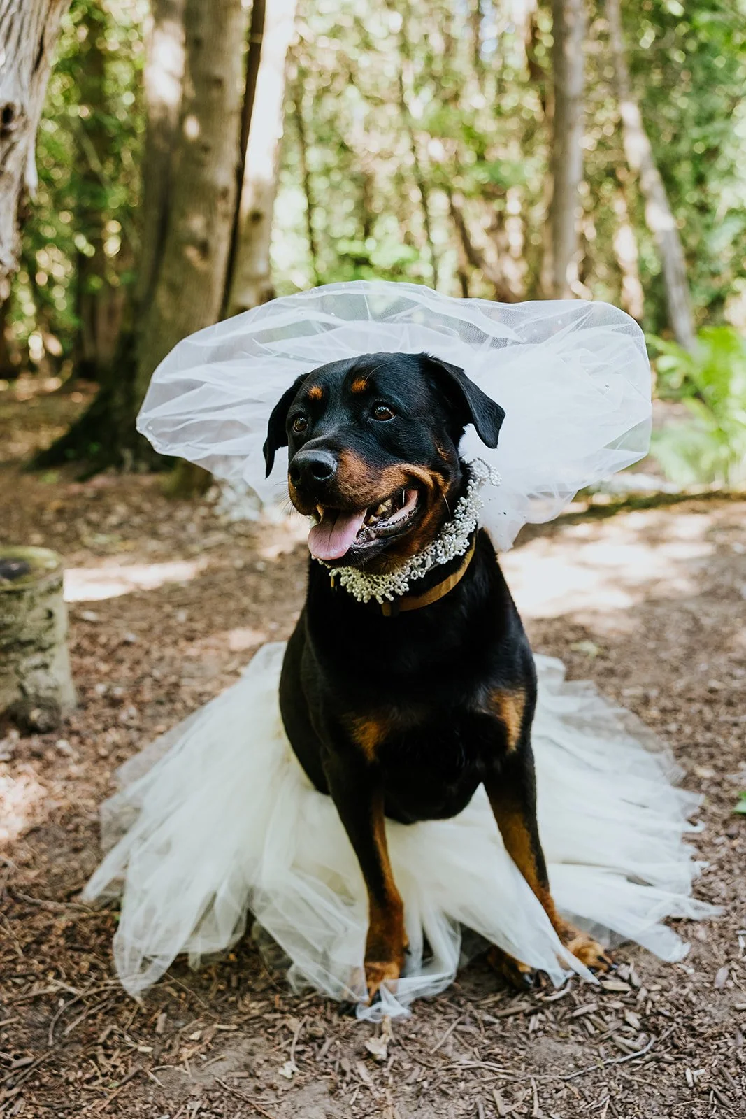 The Knot - Special Dog Edition - The Cover and pages 2, 19-26