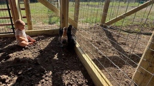 A child sitting in the dirt next to chickens inside a fenced outdoor area.