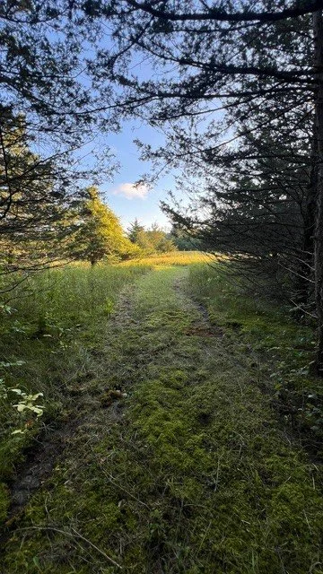 A prayer path through a forest with trees and grass on either side, leading toward a clearing with blue sky and clouds.