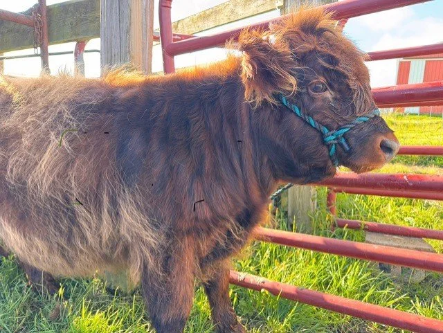 A small, fluffy calf with dark hair standing on grass near a red metal fence on a farm.