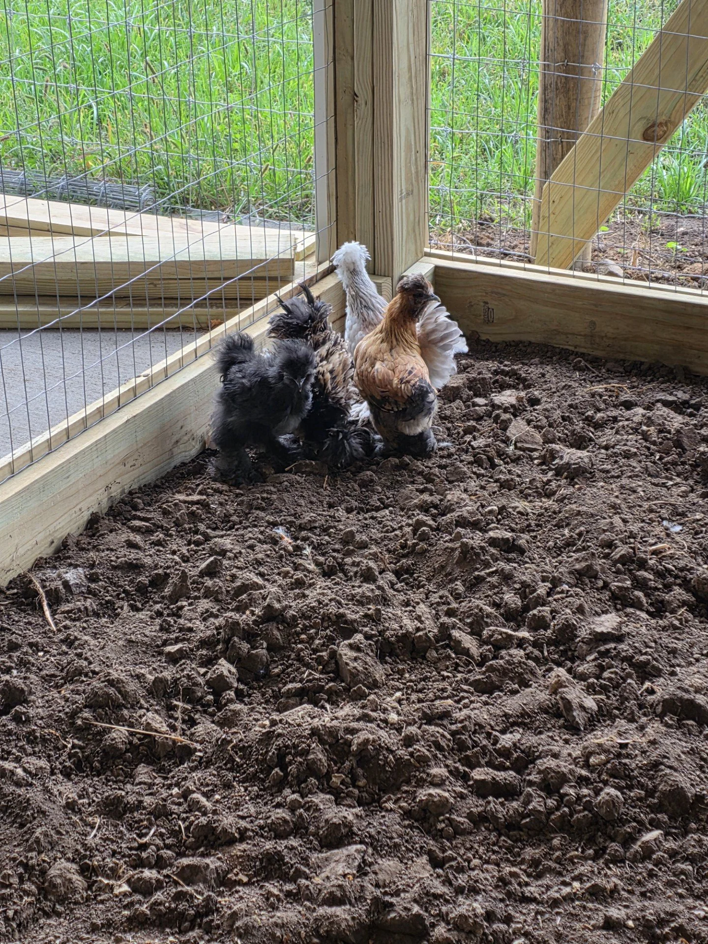 Four chickens inside a fenced outdoor coop with dirt ground and a wooden border.