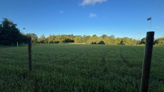 Open grassy field with two wooden posts and planted trees in the background under a blue sky.