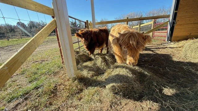Highland cattle inside an outdoor enclosure with a dirt ground and fencing, under a blue sky.