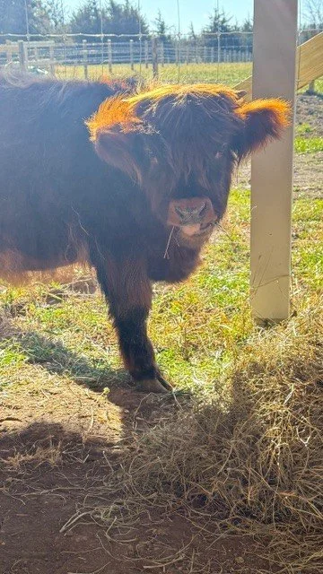 A Highland cow calf standing outdoors in a grassy field near a wooden post and fence, with a background of other fenced areas and trees.