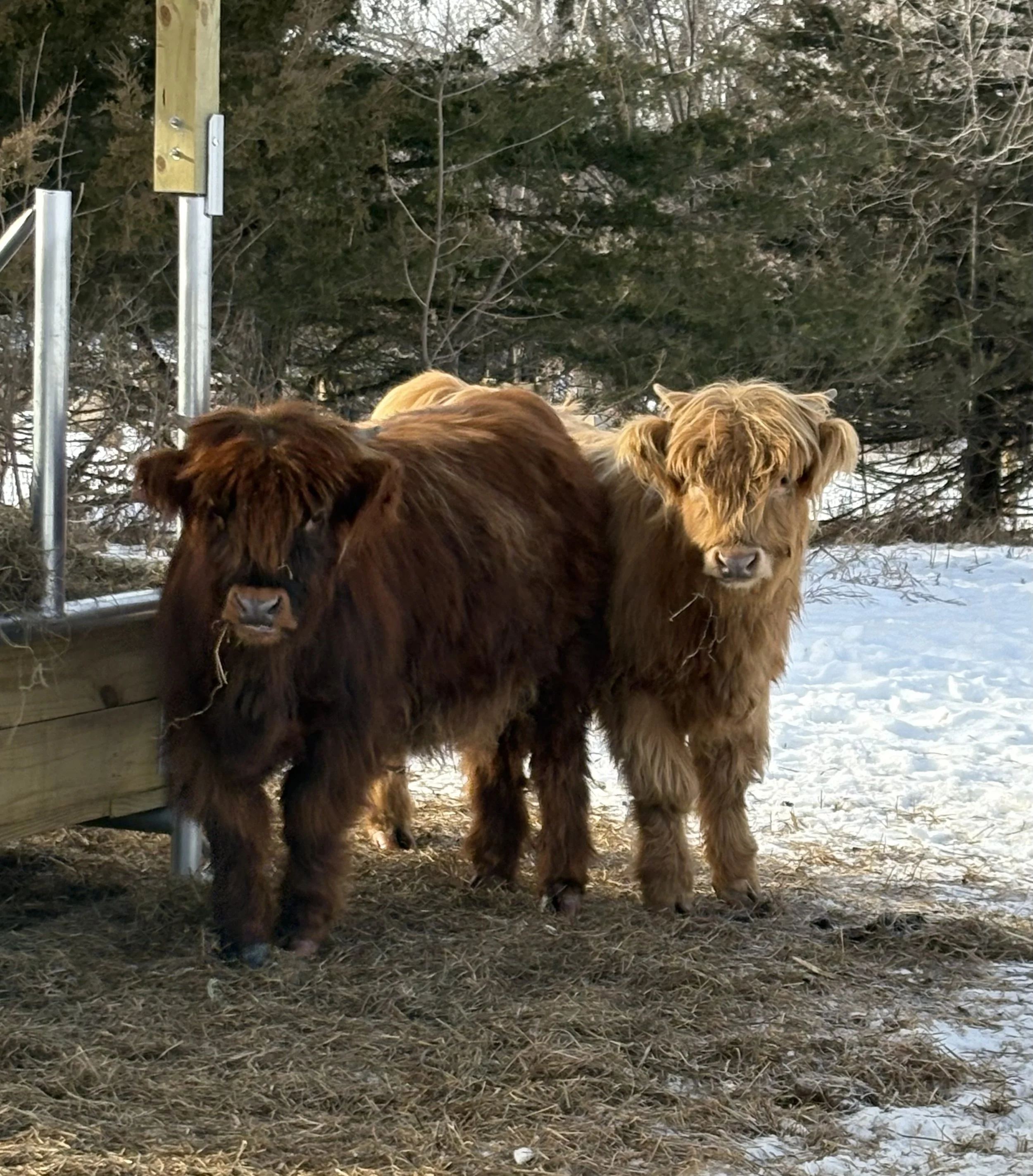 Two brown Highland cattle standing on snow-covered ground near a wooden fence with in a wooded area.