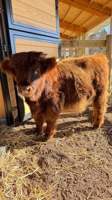 Small brown and black Highland calf standing outside a wooden barn.