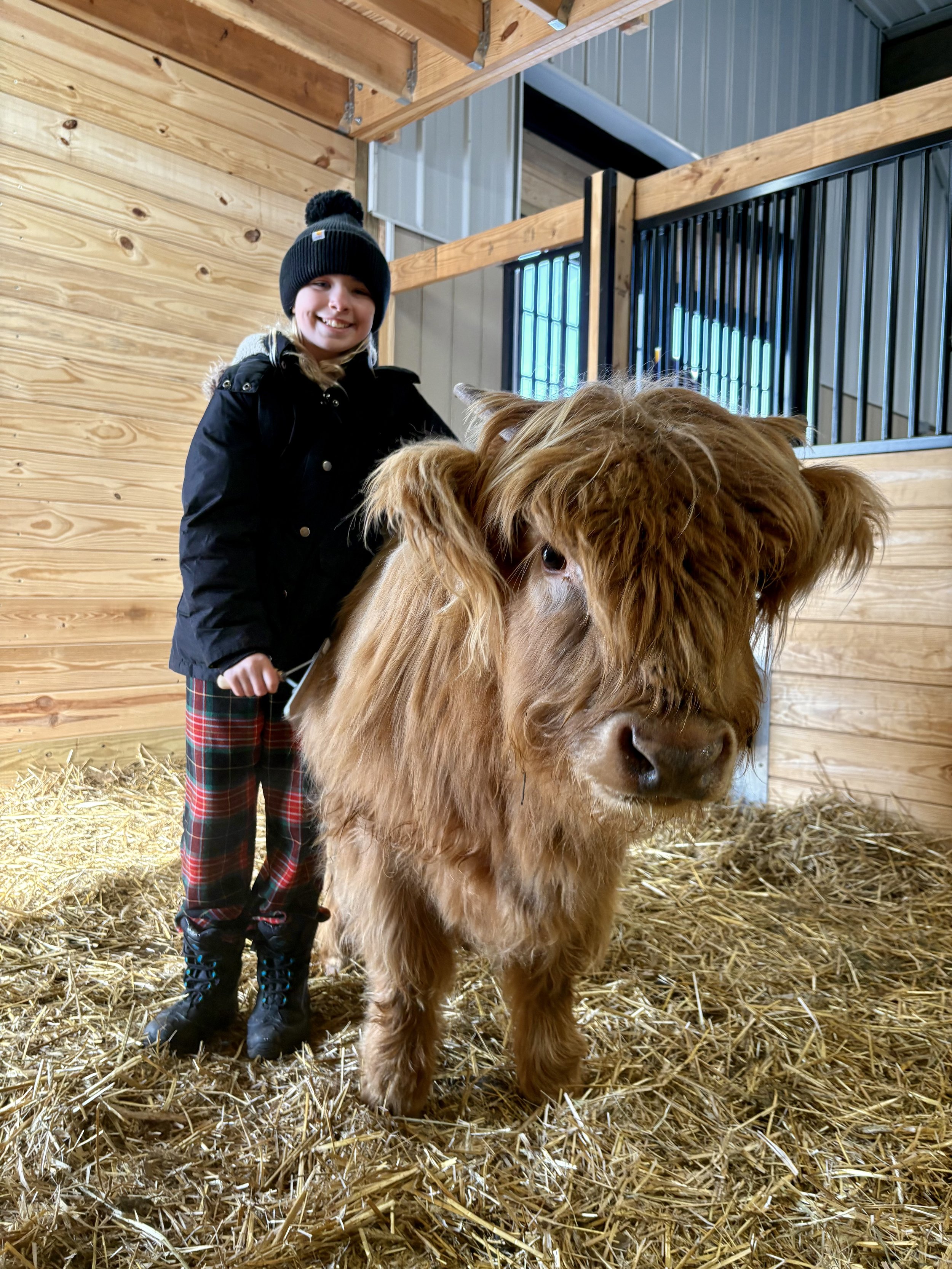 A young girl standing next to a fluffy highland cow inside a barn with wood paneling and straw on the floor.