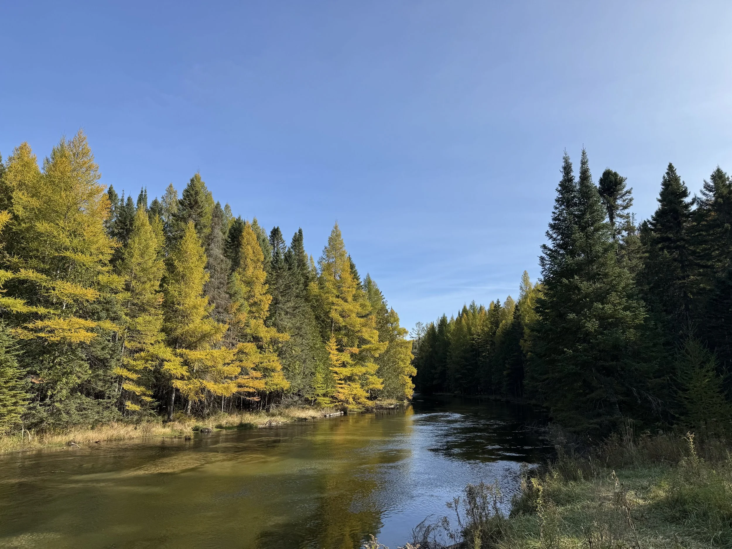 A peaceful river flowing through a forest with trees displaying fall colors under a clear blue sky.