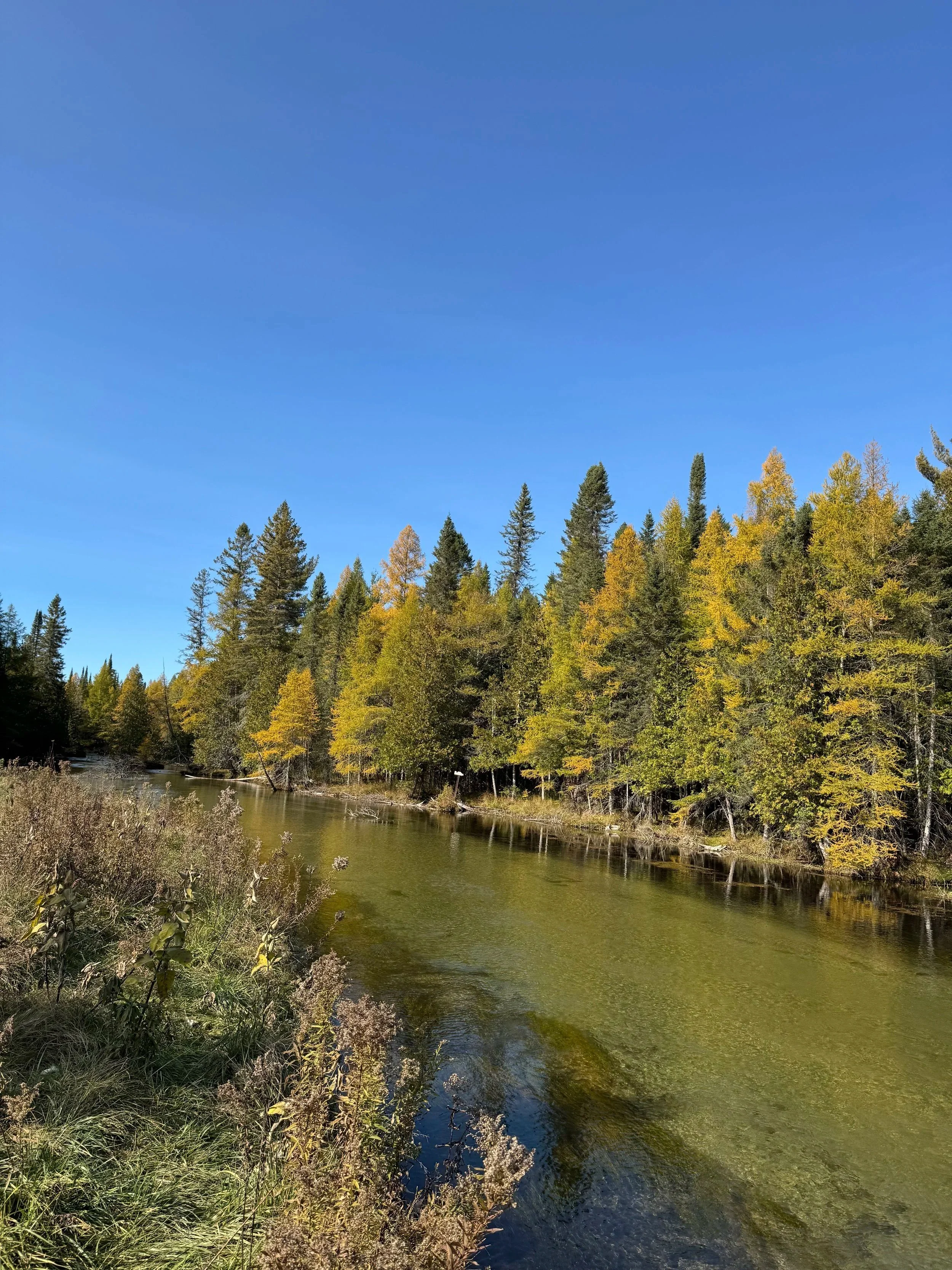 A river flowing through a forest with trees showing fall colors under a clear blue sky.